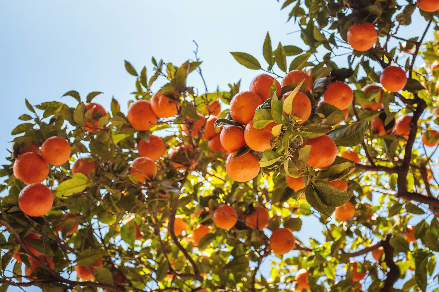 Valencia Orange