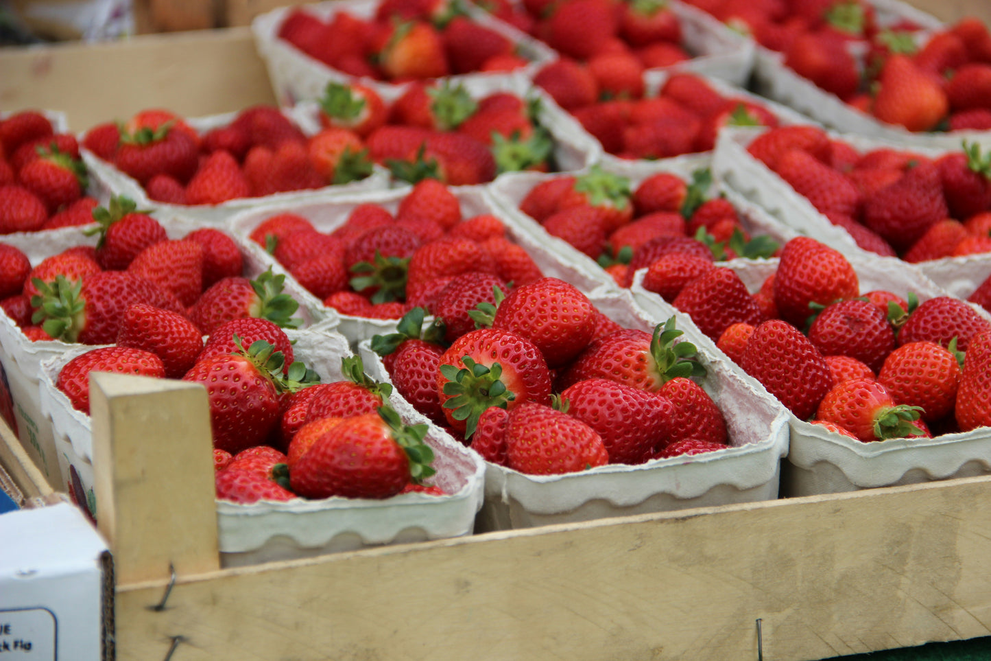 Fortuna / Festival Strawberry