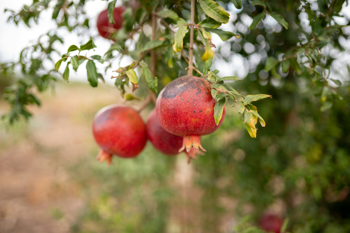 Early 116 / Wonderful Pomegranate