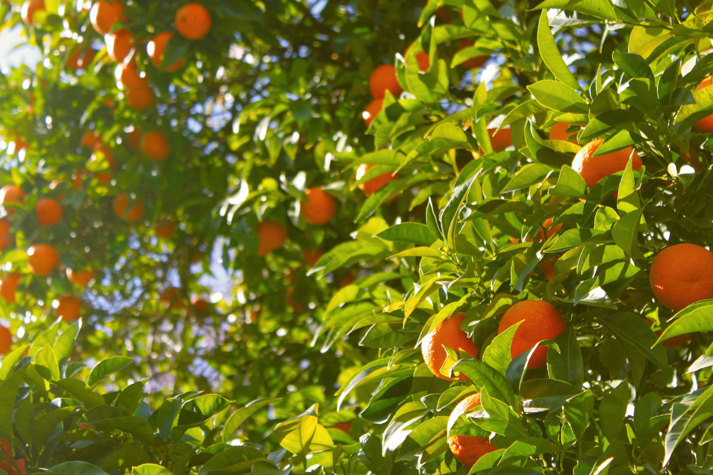 Fremont Mandarins