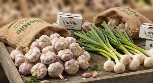 Garlic (Fresh Green & Dry)