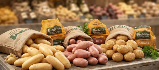 Potatoes (Spunta/Kara/Hermes)