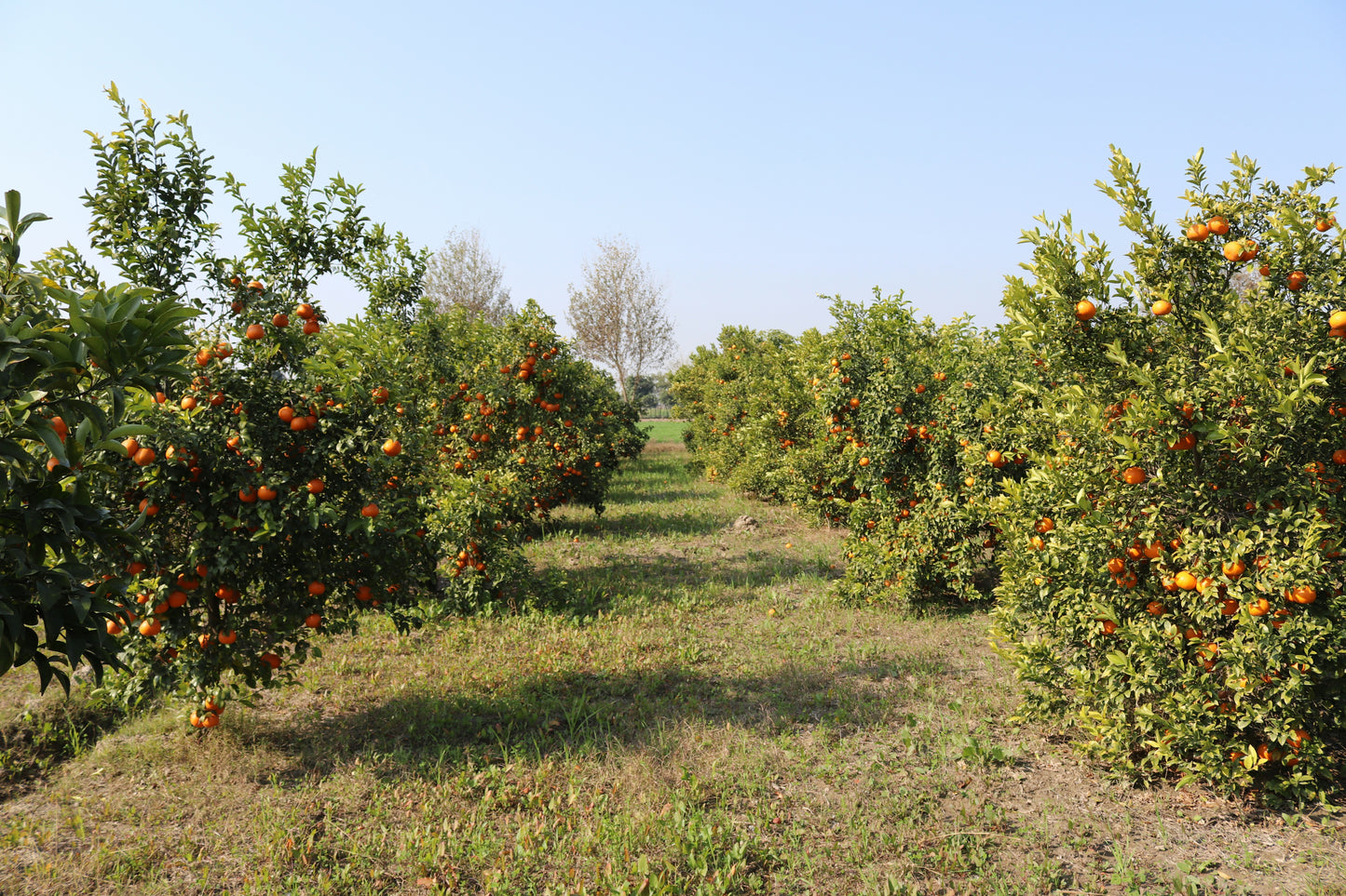 Oranges
