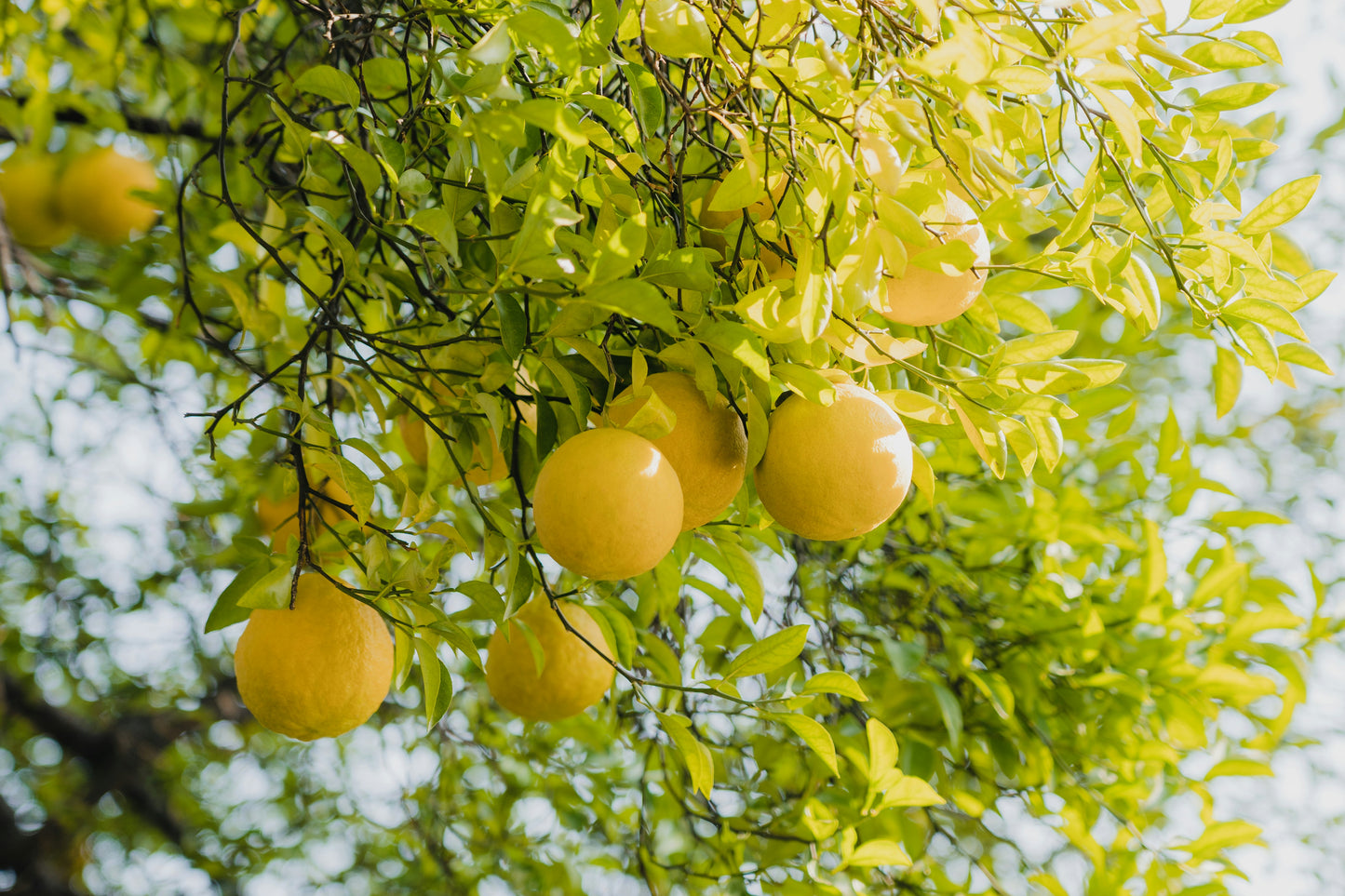 Red & White Grapefruit