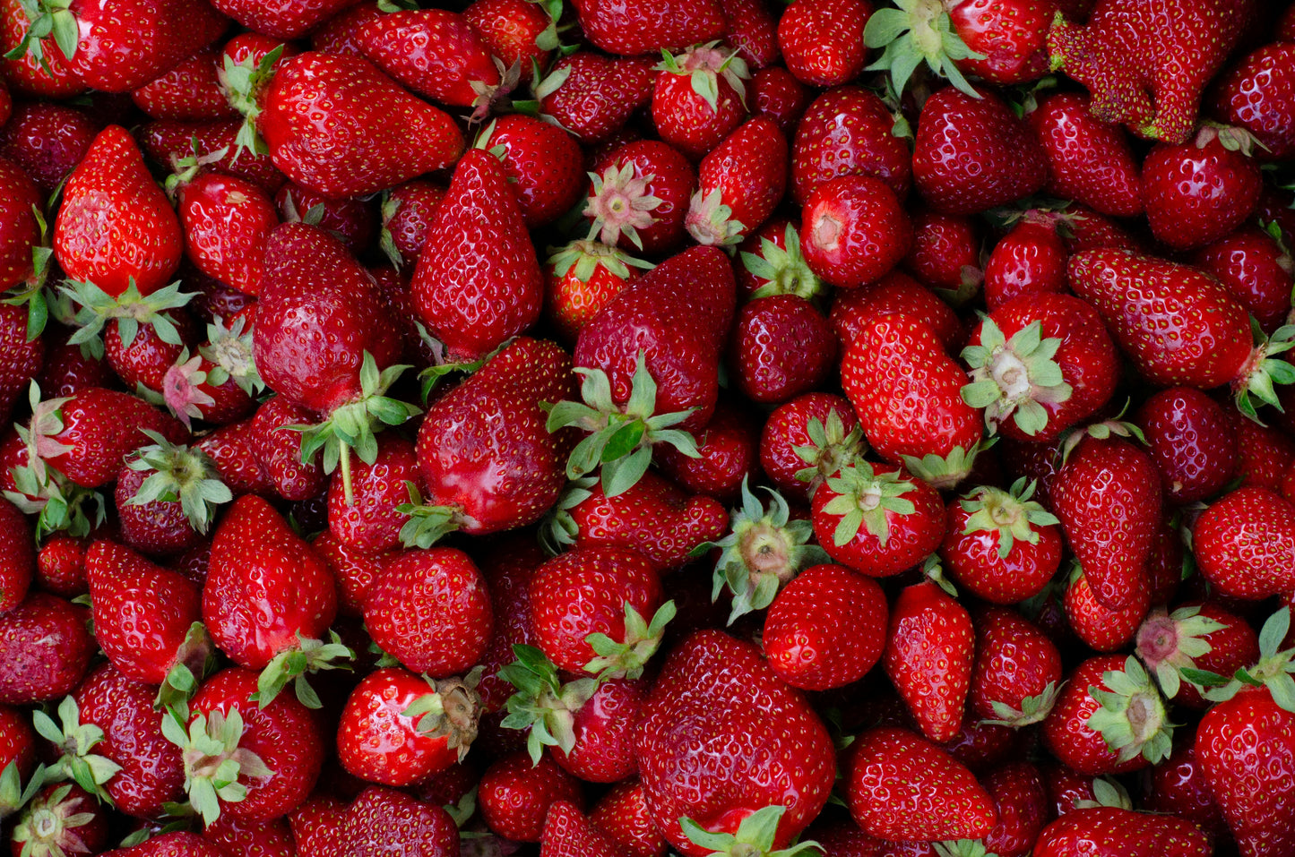 Fresh Strawberries (Florida Beauty / Fortuna)