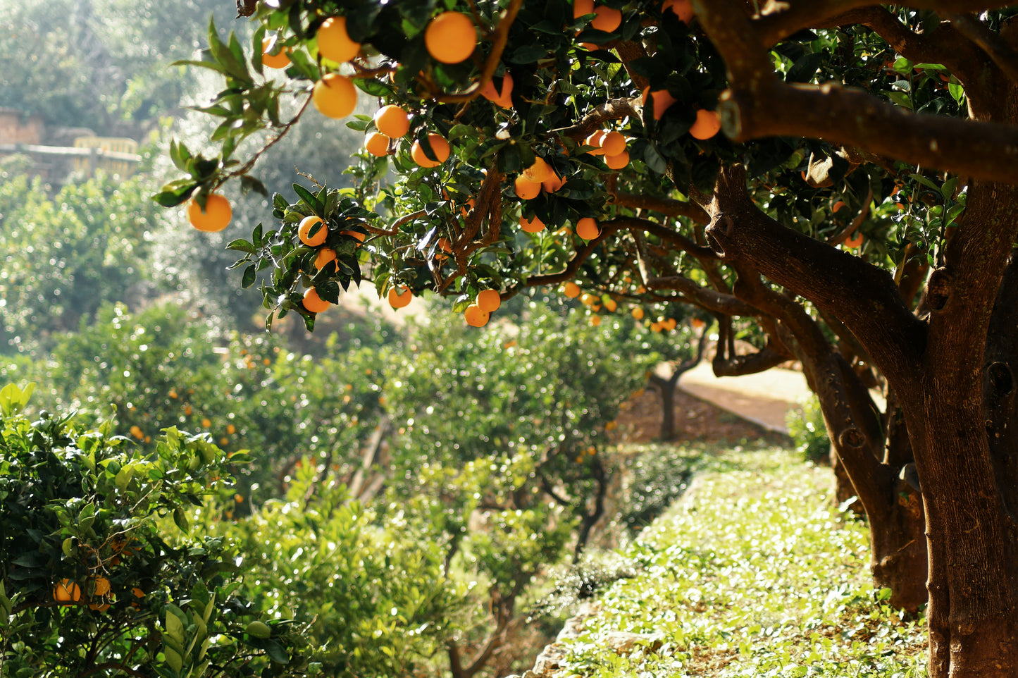Oranges
