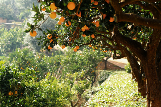 Oranges