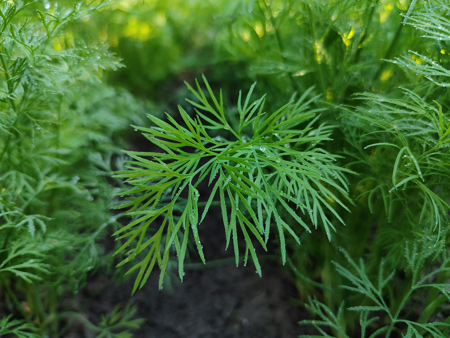 Fresh Herbs (Parsley, Mint, Dill)