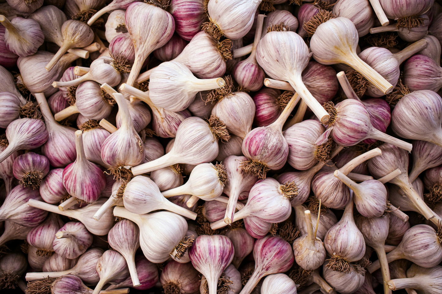 Garlic (Fresh Green & Dry)