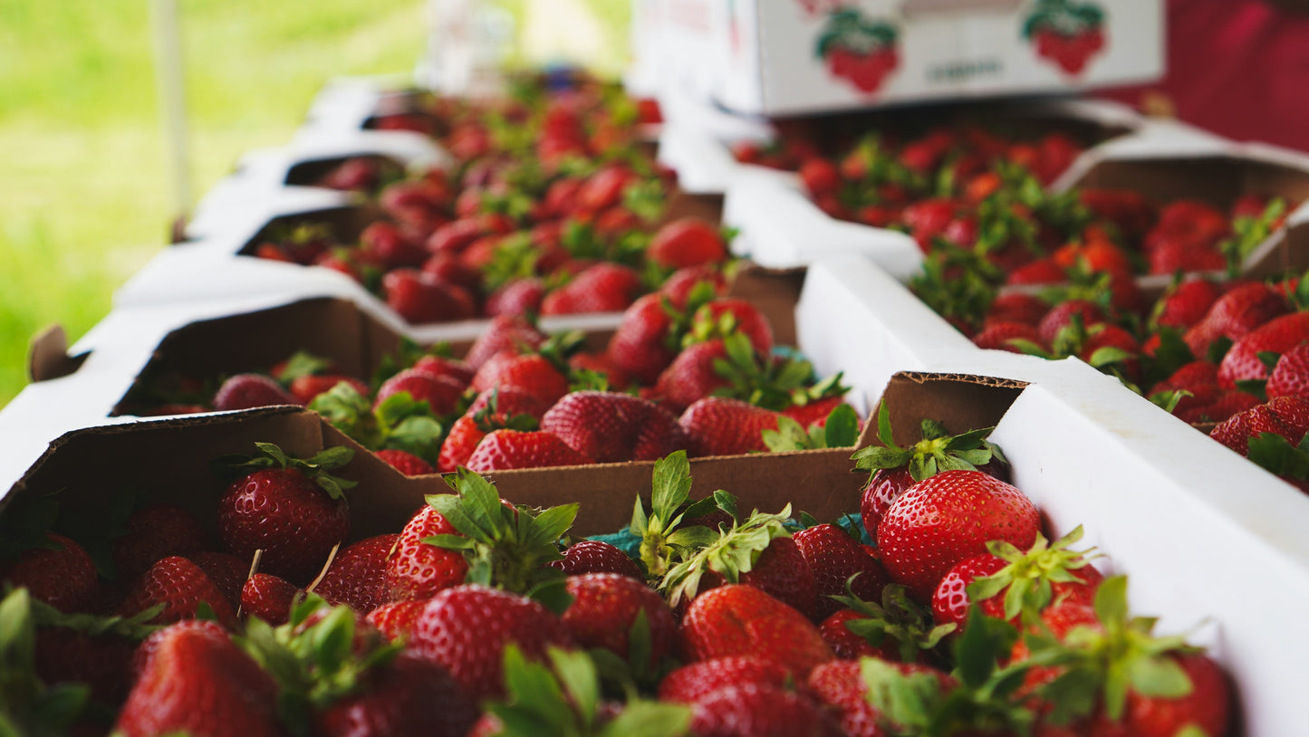 Fortuna / Festival Strawberry