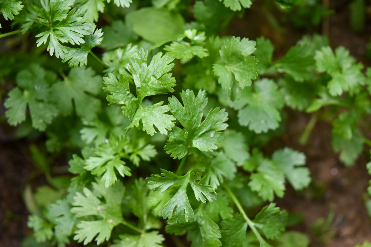 Fresh Herbs (Parsley, Mint, Dill)