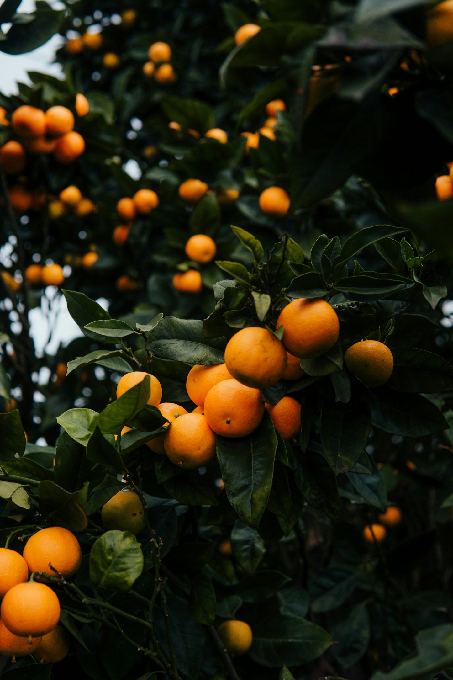 Oranges