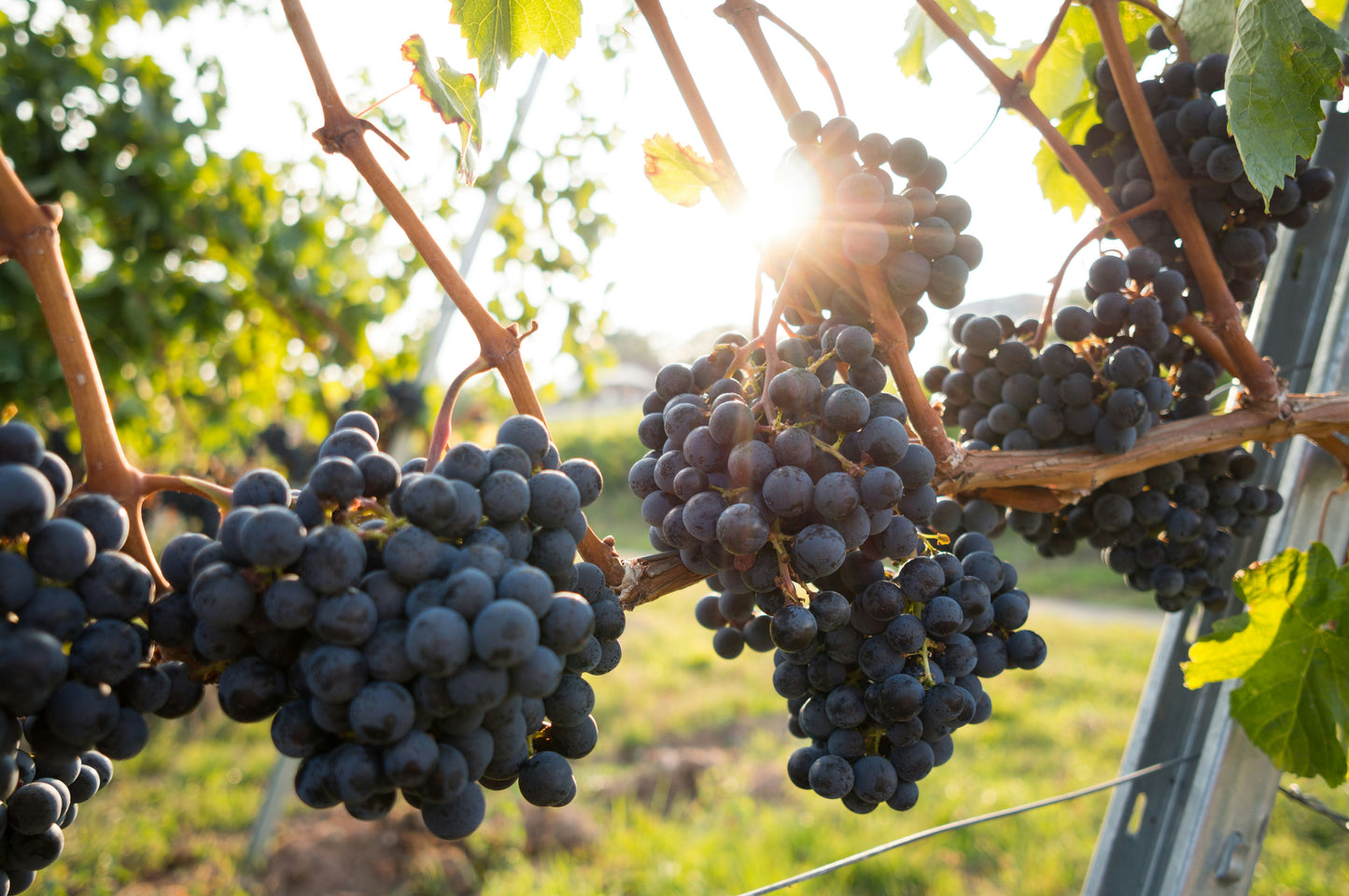 Early Sweet Grapes