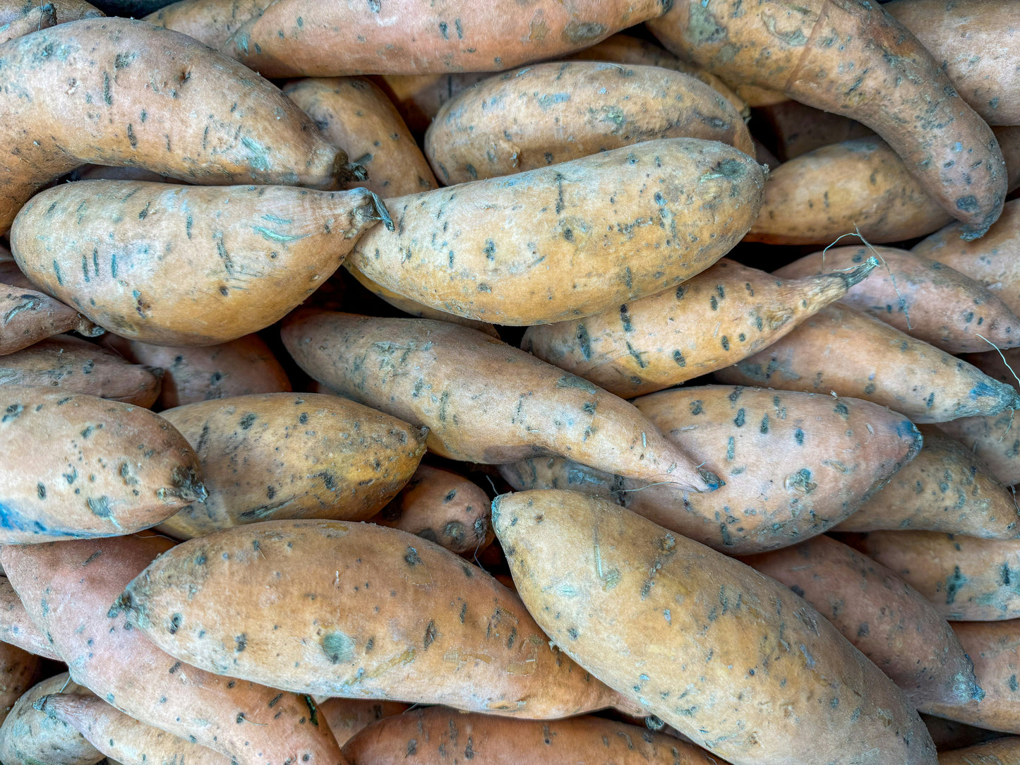 Sweet Potatoes (Beauregard)