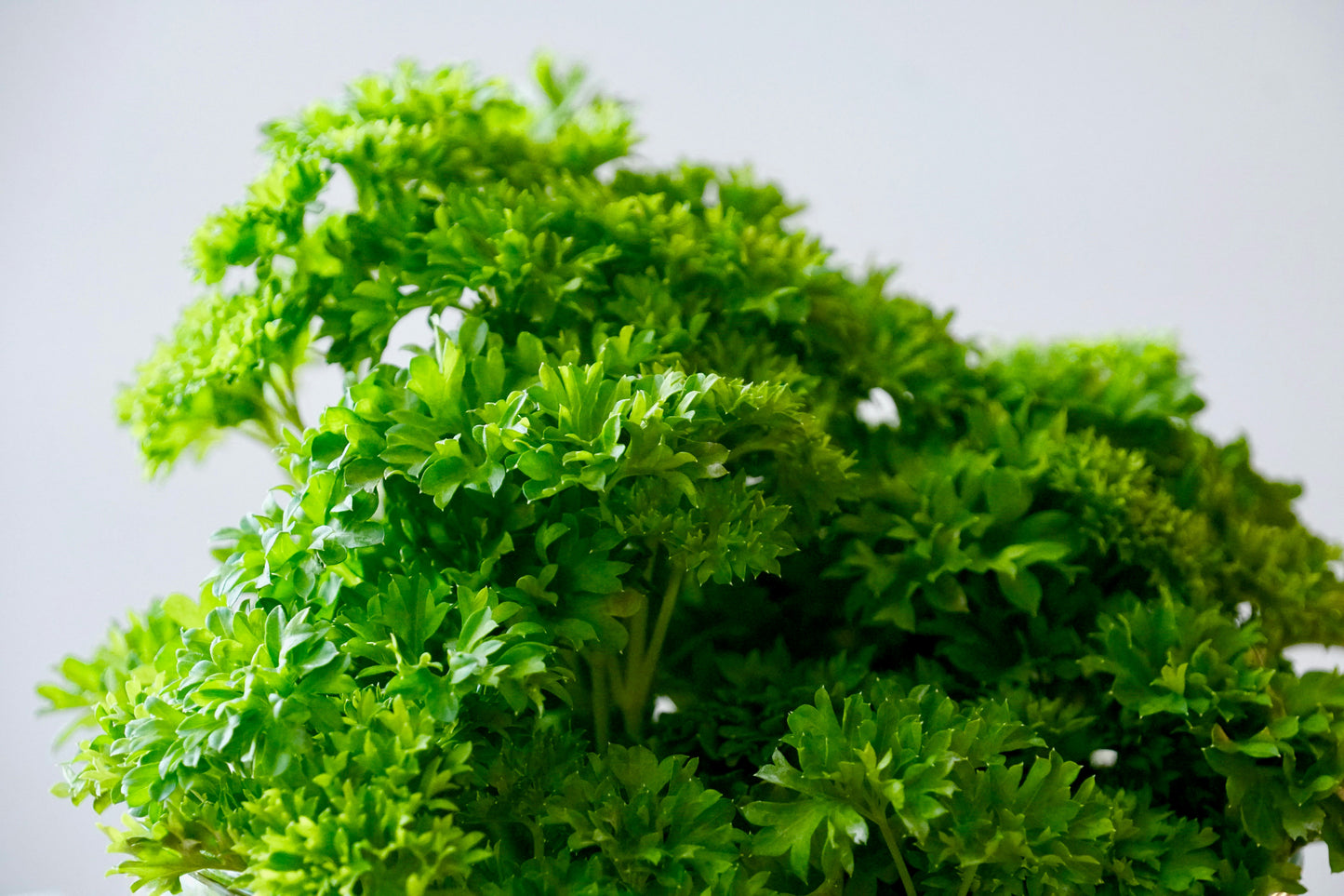 Fresh Herbs (Parsley, Mint, Dill)
