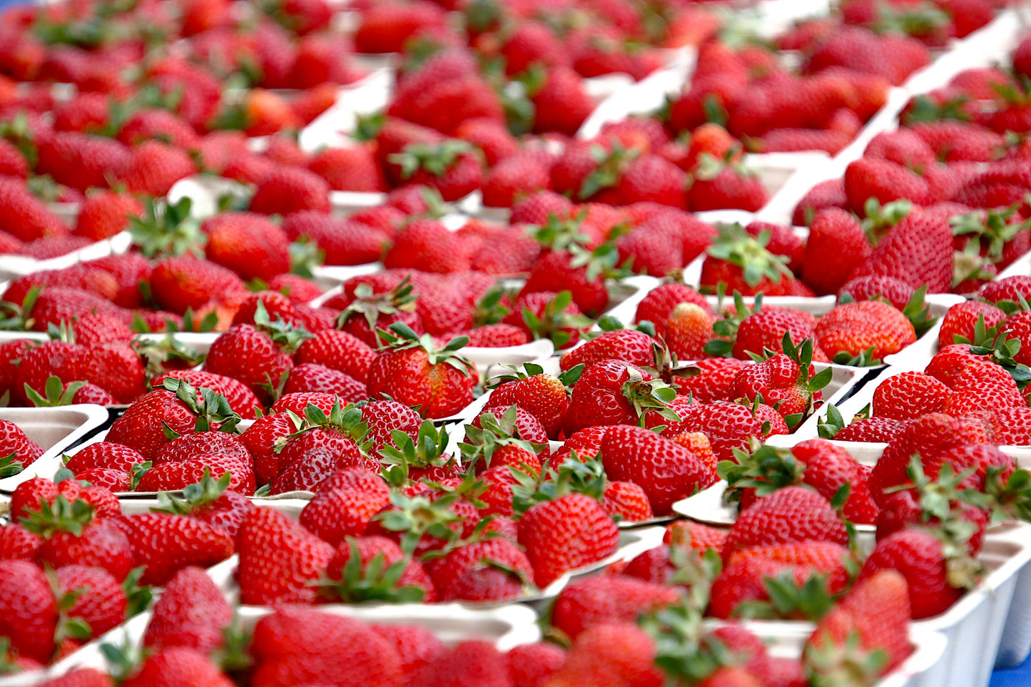 Fortuna / Festival Strawberry