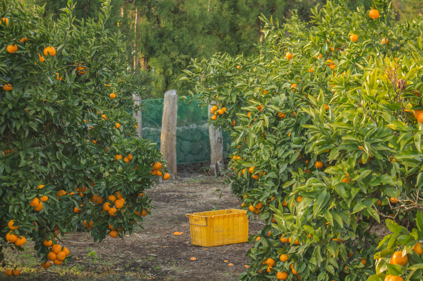 Baladi & Sugar Orange