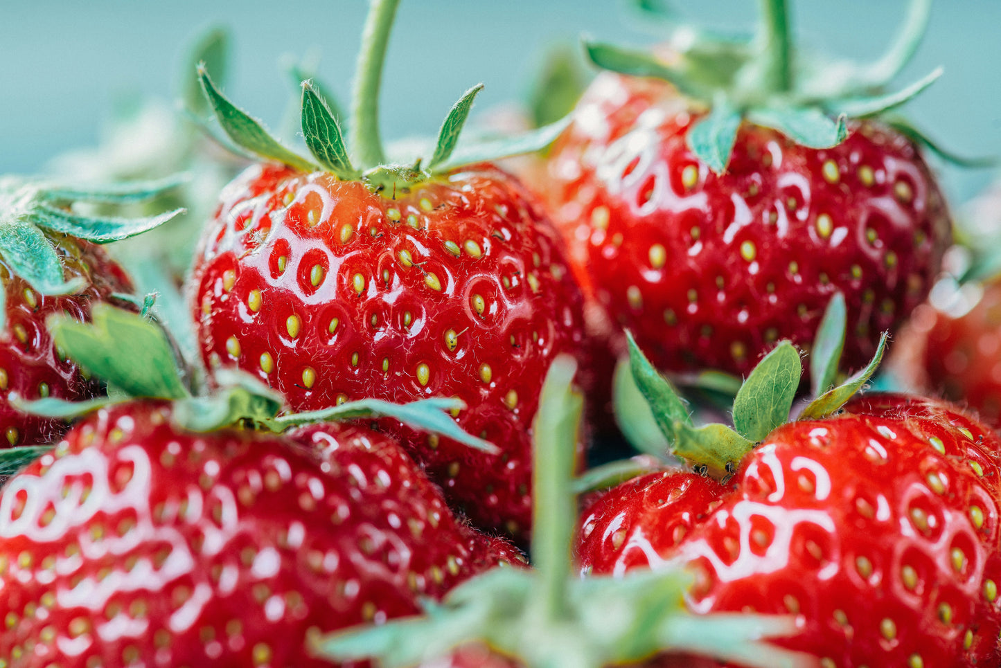 Fresh Strawberries (Florida Beauty / Fortuna)