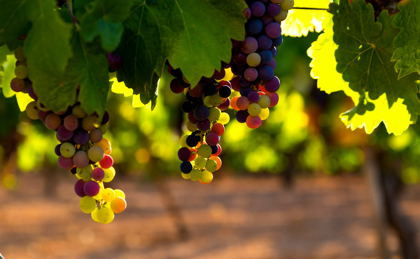 Early Sweet Grapes