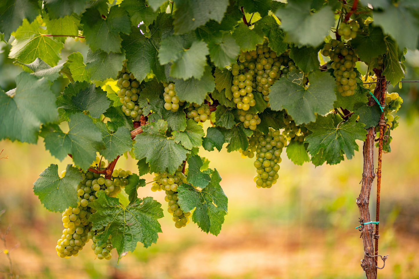 Early Sweet Grapes