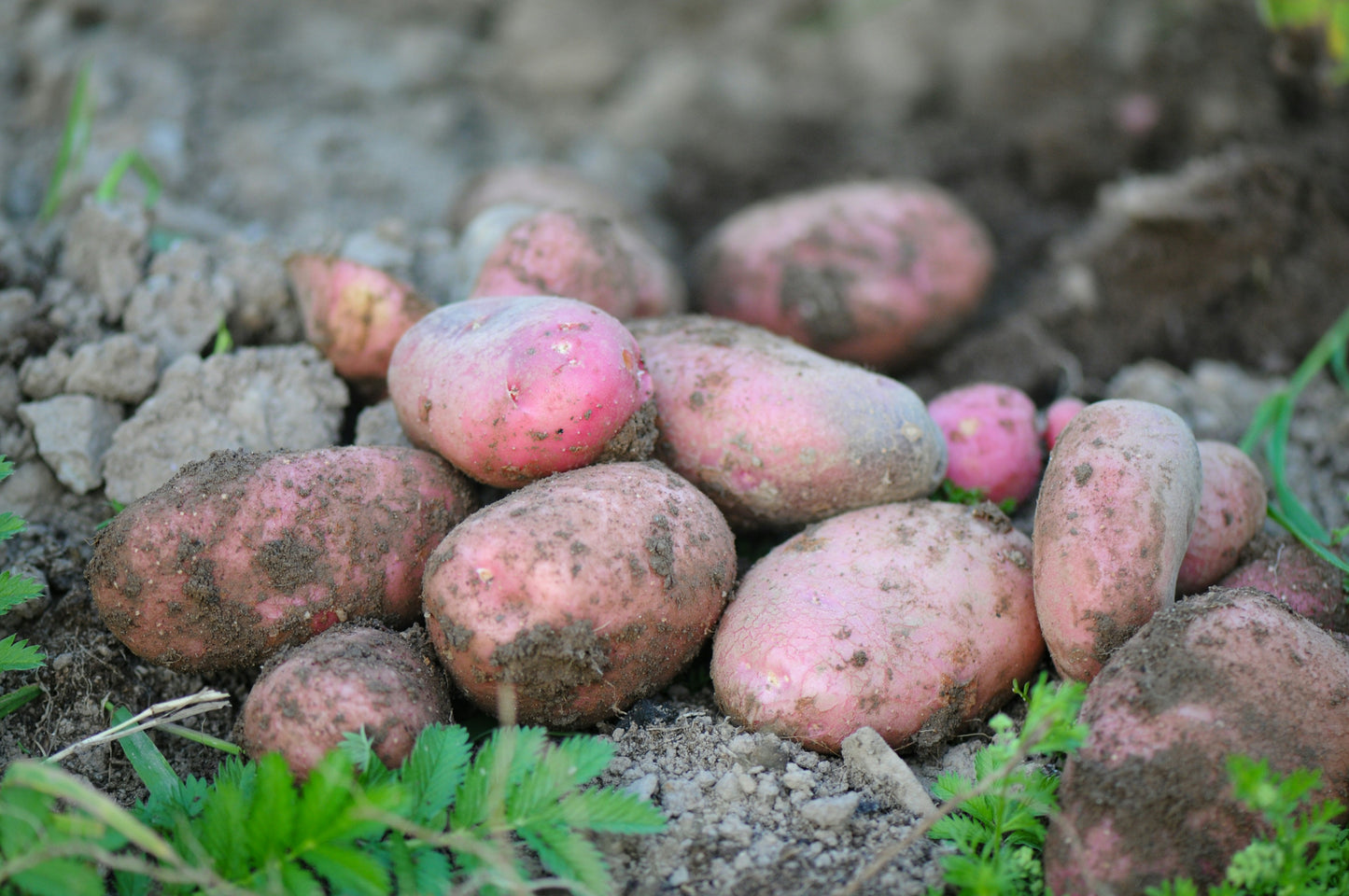 Sweet Potatoes (Beauregard)