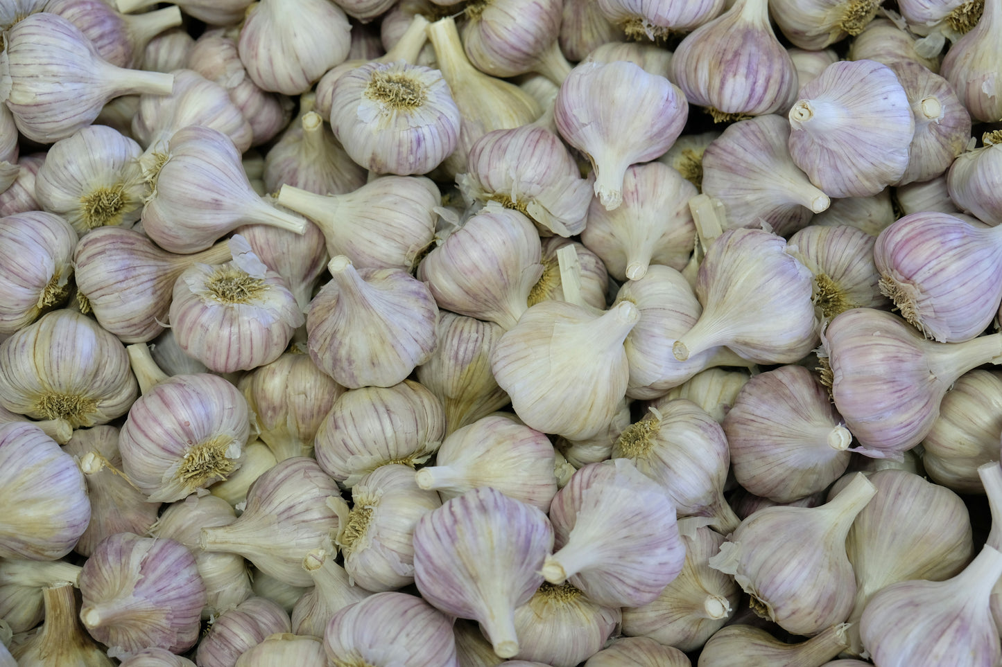 Garlic (Fresh Green & Dry)