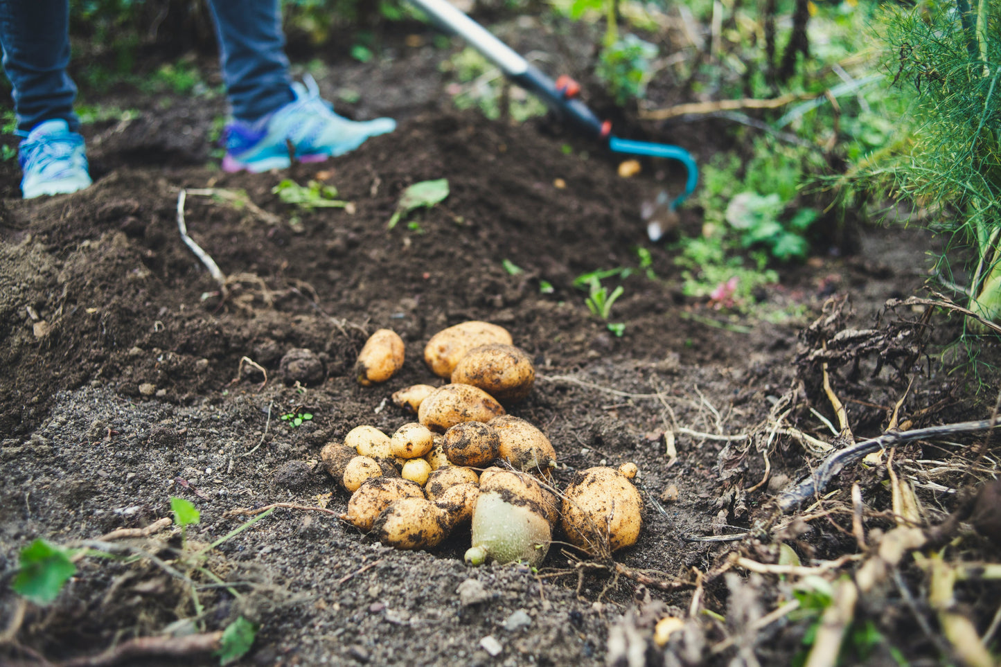Potatoes (Spunta/Kara/Hermes)