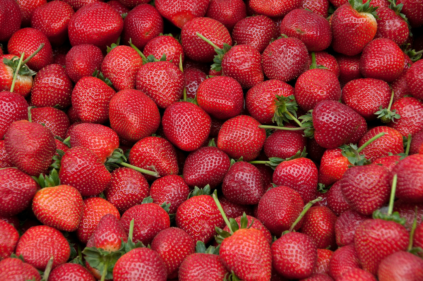 Fortuna / Festival Strawberry