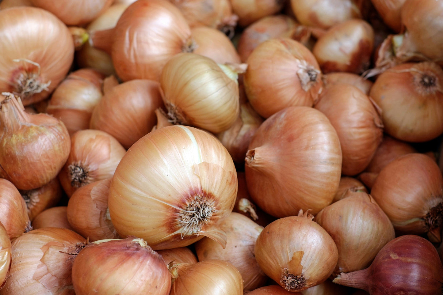 Onions (Red / Yellow / Green)