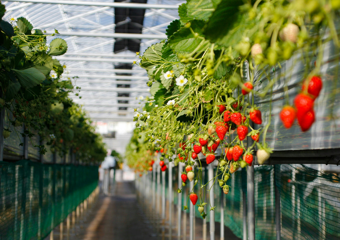 Fresh Strawberries (Florida Beauty / Fortuna)