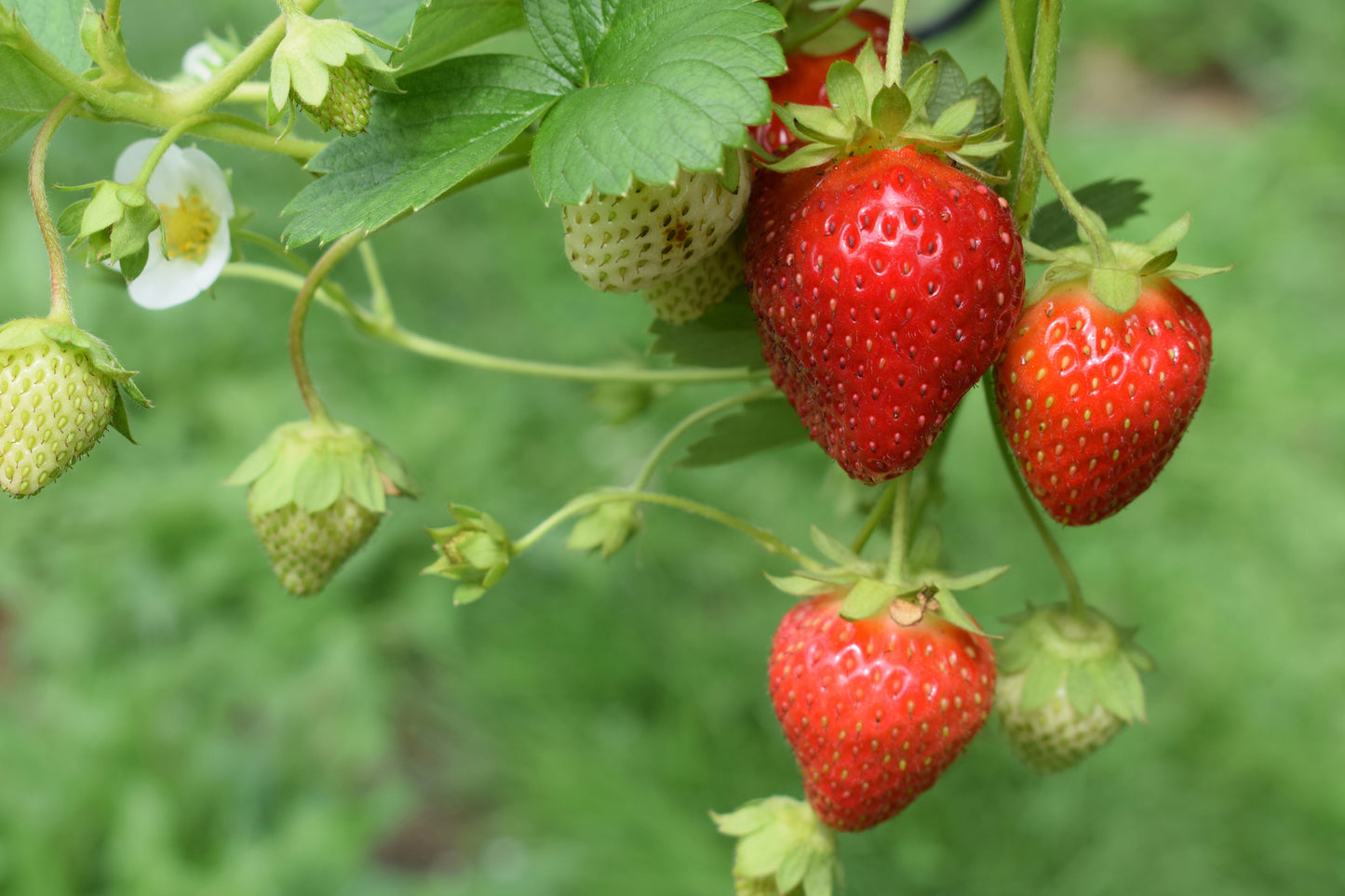 Fresh Strawberries (Florida Beauty / Fortuna)