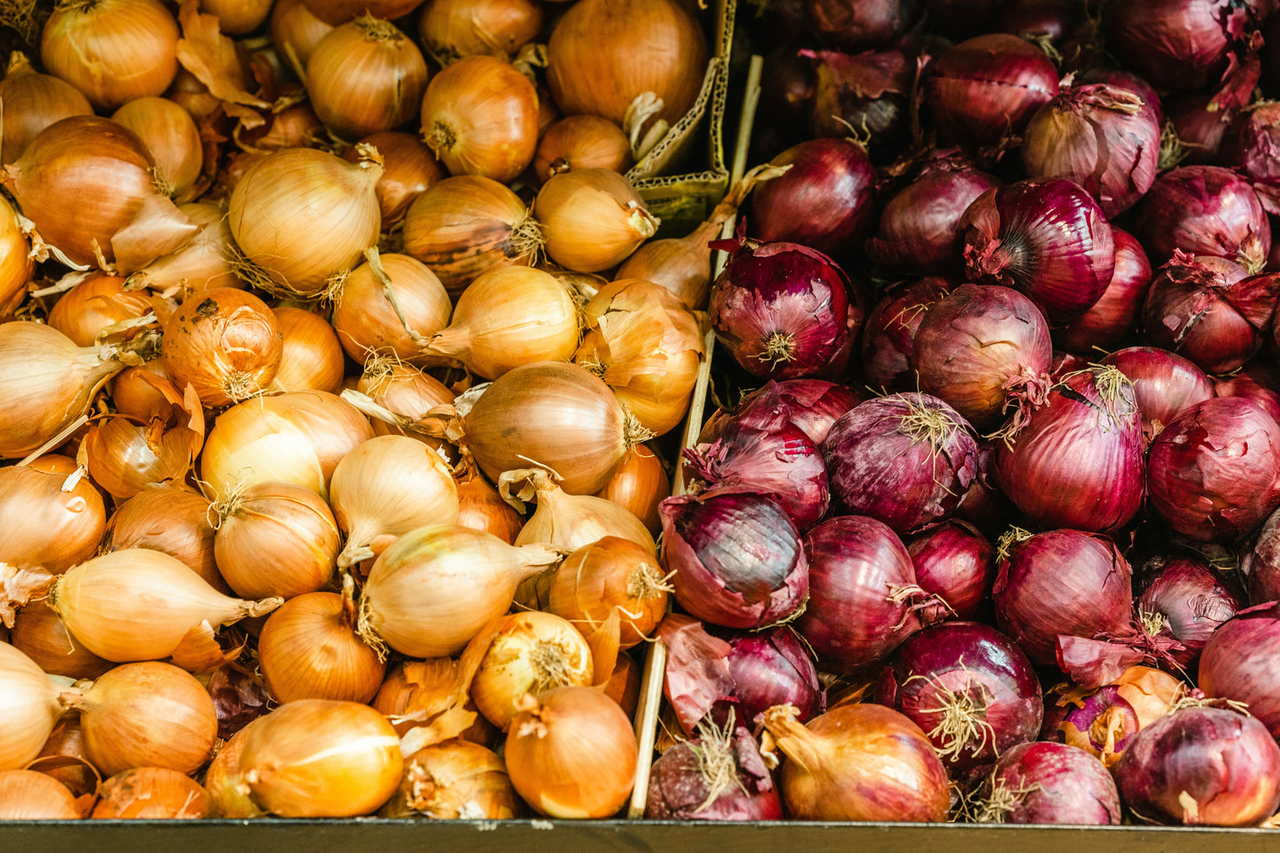 Onions (Red / Yellow / Green)