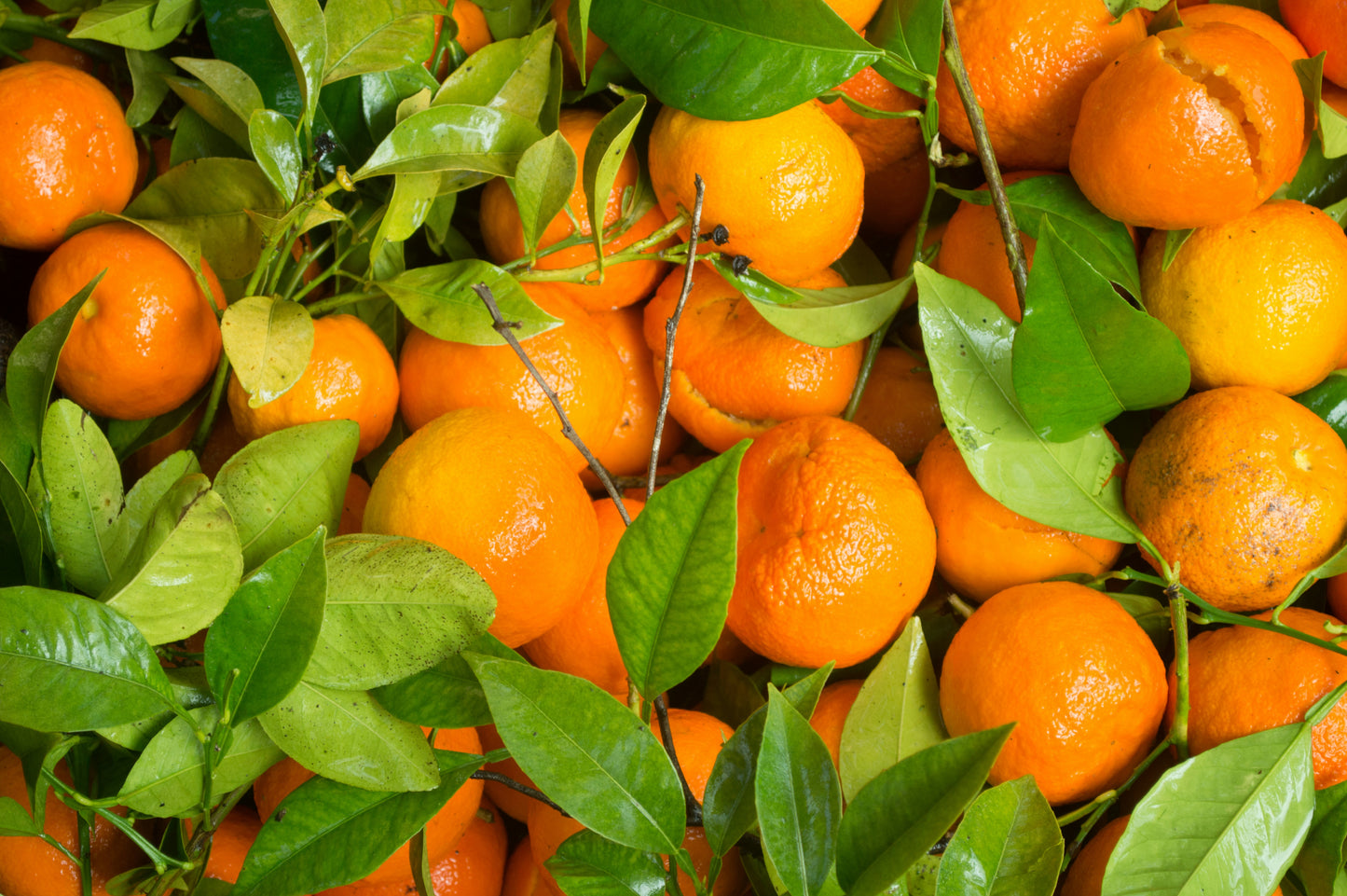 Fremont Mandarins