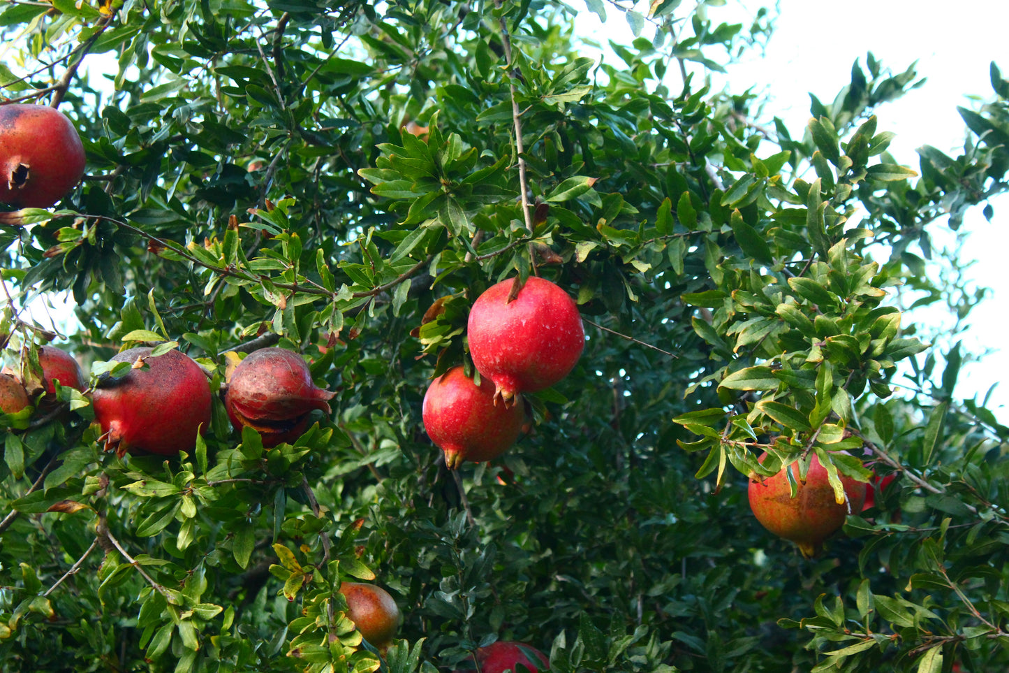 Early 116 / Wonderful Pomegranate